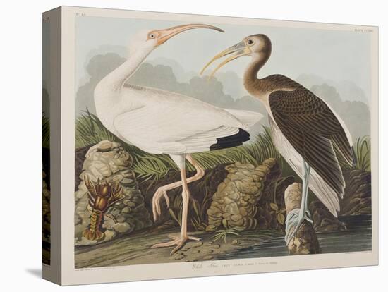 Illustration from 'Birds of America', 1827-38-John James Audubon-Premier Image Canvas