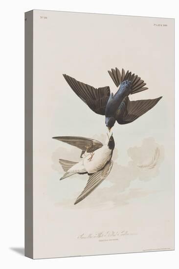 Illustration from 'Birds of America', 1827-38-John James Audubon-Premier Image Canvas