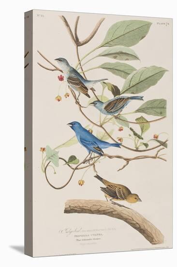 Illustration from 'Birds of America', 1827-38-John James Audubon-Premier Image Canvas