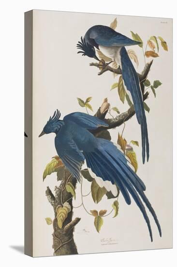 Illustration from 'Birds of America', 1827-38-John James Audubon-Premier Image Canvas