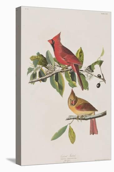 Illustration from 'Birds of America', 1827-38-John James Audubon-Premier Image Canvas