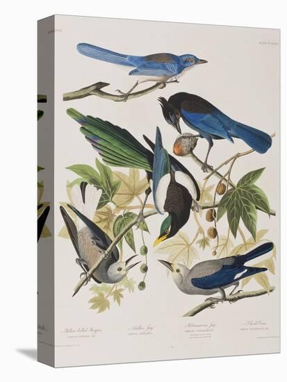 Illustration from 'Birds of America', 1827-38-John James Audubon-Premier Image Canvas