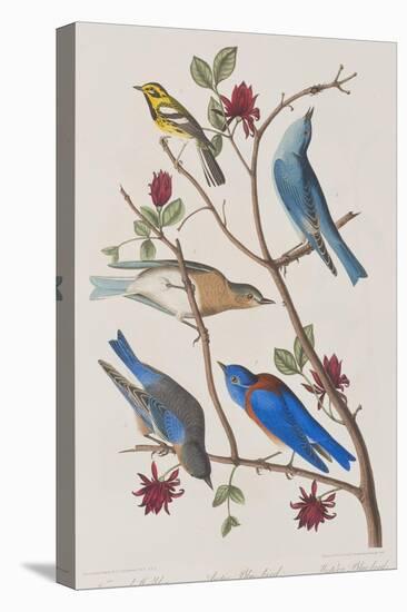 Illustration from 'Birds of America', 1827-38-John James Audubon-Premier Image Canvas