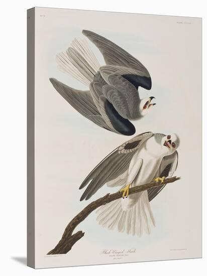 Illustration from 'Birds of America', 1827-38-John James Audubon-Premier Image Canvas