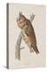 Illustration from 'Birds of America', 1827-38-John James Audubon-Premier Image Canvas