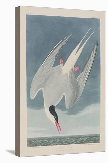 Illustration from 'Birds of America', 1827-38-John James Audubon-Premier Image Canvas