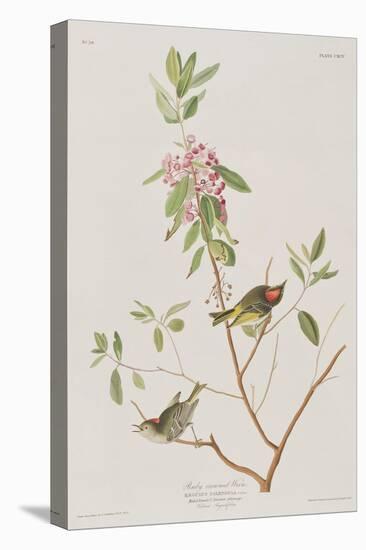 Illustration from 'Birds of America', 1827-38-John James Audubon-Premier Image Canvas