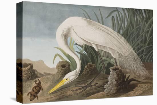 Illustration from 'Birds of America', 1827-38-John James Audubon-Premier Image Canvas