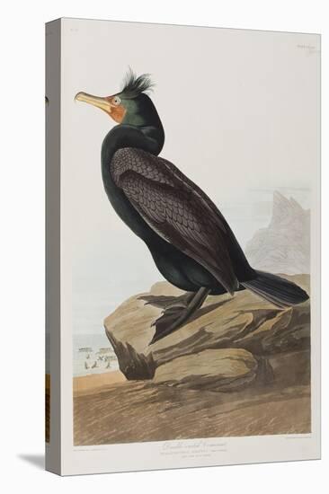 Illustration from 'Birds of America', 1827-38-John James Audubon-Premier Image Canvas