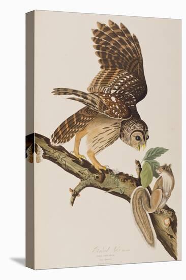 Illustration from 'Birds of America' by John James Audubon, 1827-38-John James Audubon-Premier Image Canvas