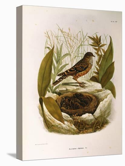 Illustration from Eugenio BettoniS Natural History of Birds That Nest in Lombardy Representing Alpi-null-Premier Image Canvas