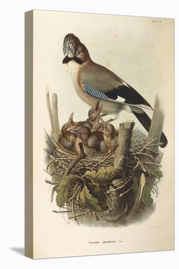 Illustration from Eugenio BettoniS Natural History of Birds That Nest in Lombardy Representing Eura-null-Premier Image Canvas