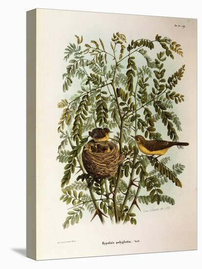 Illustration from Eugenio BettoniS Natural History of Birds That Nest in Lombardy Representing Melo-null-Premier Image Canvas