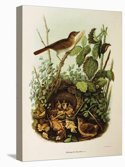 Illustration from Eugenio BettoniS Natural History of Birds That Nest in Lombardy Representing Nigh-null-Premier Image Canvas