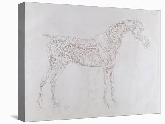 Illustration from 'The Anatomy of the Horse, Including a Particular Description of the Bones,…-George Stubbs-Premier Image Canvas