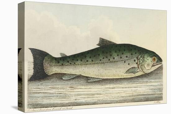 Illustration Of a Salmon Trout-E. Albin-Premier Image Canvas