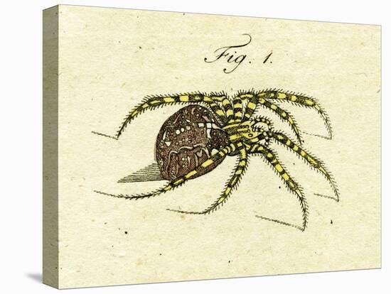 Illustration of a Spider, 1790-Jacob Xavier Schmuzer-Premier Image Canvas