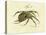 Illustration of a Spider, 1790-Jacob Xavier Schmuzer-Premier Image Canvas