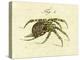 Illustration of a Spider, 1790-Jacob Xavier Schmuzer-Premier Image Canvas