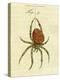 Illustration of a Spider, 1790-Jacob Xavier Schmuzer-Premier Image Canvas