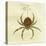 Illustration of a Spider, 1790-Jacob Xavier Schmuzer-Premier Image Canvas