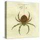 Illustration of a Spider, 1790-Jacob Xavier Schmuzer-Premier Image Canvas