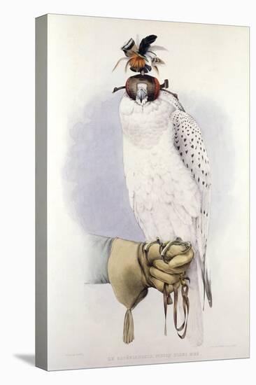 Illustration of a White Hawk-null-Premier Image Canvas