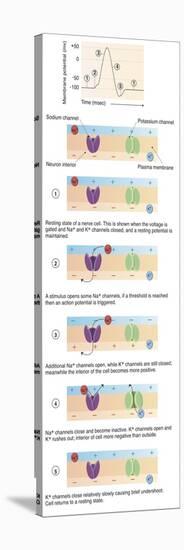 Illustration of Action Potential of a Nerve Cell-null-Stretched Canvas