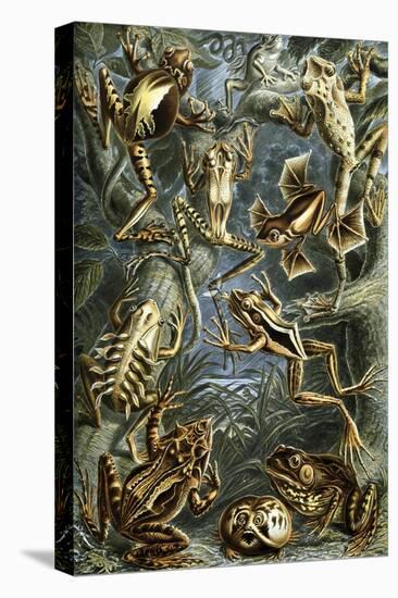 Illustration of Batrachia by Ernst Haeckel-null-Premier Image Canvas