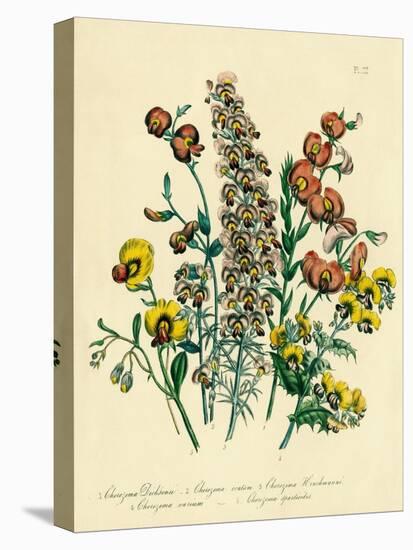 Illustration of Colorful Flowers-Bettmann-Premier Image Canvas