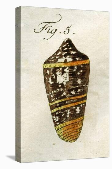 Illustration of Conus Ammiralis (Subspecies Summus), 1790-Jacob Xavier Schmuzer-Premier Image Canvas