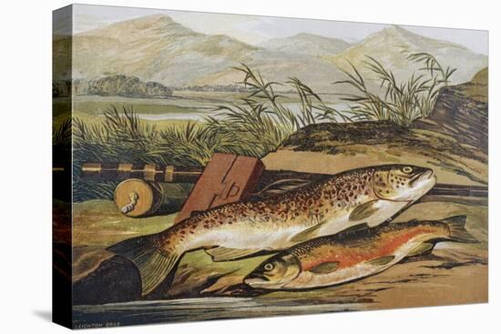 Illustration of Fishing Tackle with a Trout and a Charr-Bettmann-Premier Image Canvas
