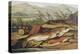 Illustration of Fishing Tackle with a Trout and a Charr-Bettmann-Premier Image Canvas