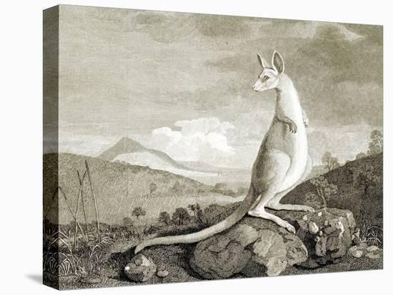Illustration of Kangaroo-null-Premier Image Canvas