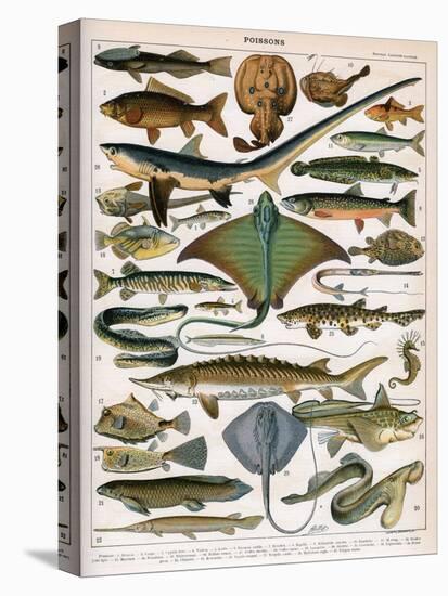 Illustration of Ocean Fish, C.1905-10-Alillot-Premier Image Canvas