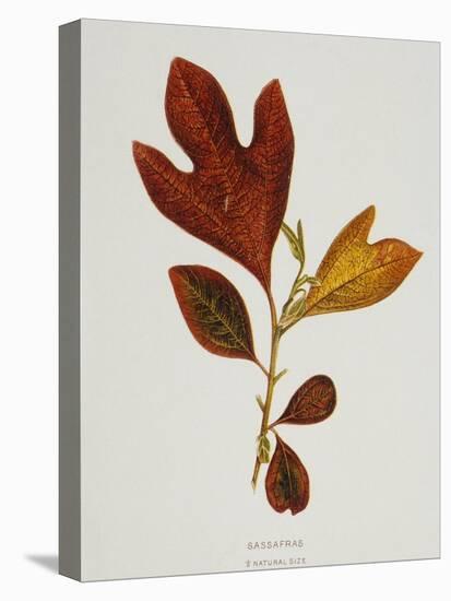 Illustration of Sassafras Leaves-Bettmann-Premier Image Canvas