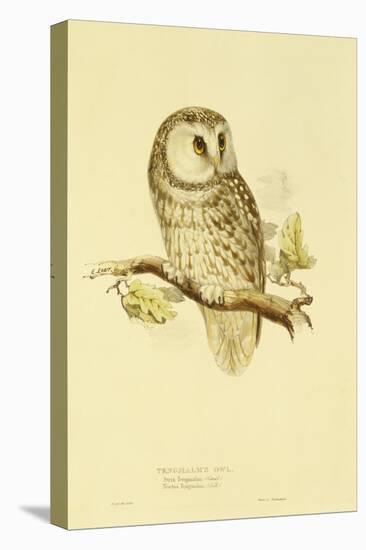 Illustration of Tengmalm's Owl-Edward Lear-Premier Image Canvas