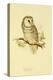 Illustration of Tengmalm's Owl-Edward Lear-Premier Image Canvas