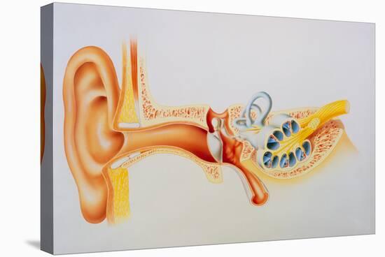 Illustration of the Anatomy of the Human Ear-David Gifford-Premier Image Canvas
