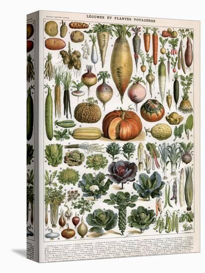 Illustration of Vegetable Varieties, C.1905-10-Alillot-Premier Image Canvas