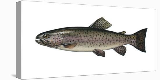 Illustration, Rainbow-Trout, Oncorhynchus Mykiss, Not Freely for Book-Industry, Series-Carl-Werner Schmidt-Luchs-Premier Image Canvas