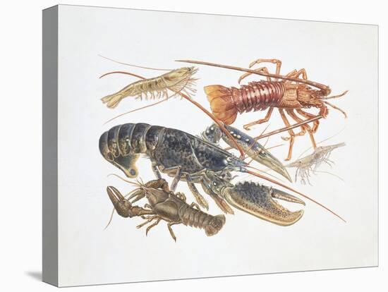 Illustration Representing Variety of Decapods-null-Premier Image Canvas