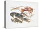 Illustration Representing Variety of Decapods-null-Premier Image Canvas
