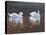 Illustrious Swans-Bruce Dumas-Premier Image Canvas