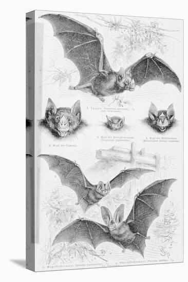 Ilustration of Six Types of Bats-null-Premier Image Canvas