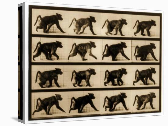 Image Sequence of a Baboon Running, 'Animal Locomotion' Series, C.1887-Eadweard Muybridge-Premier Image Canvas