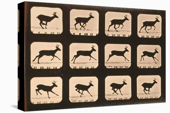 Image Sequence of a Deer Running, 'Animal Locomotion' Series, C.1881-Eadweard Muybridge-Premier Image Canvas