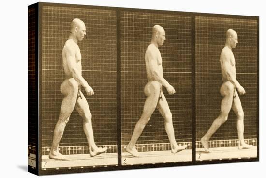 Image Sequence of a Nude Man Walking, 'Animal Locomotion' Series, C.1881-Eadweard Muybridge-Premier Image Canvas