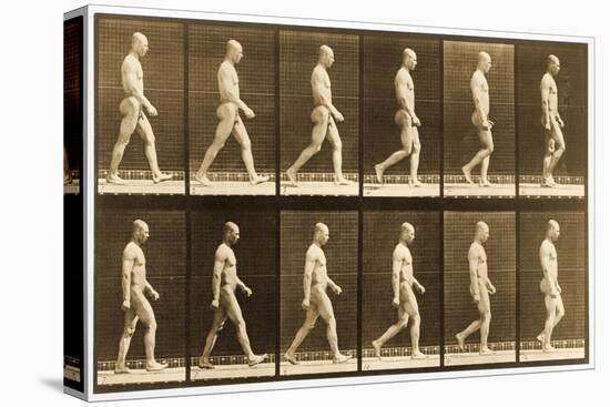 Image Sequence of a Nude Man Walking, 'Animal Locomotion' Series, C.1881-Eadweard Muybridge-Premier Image Canvas