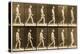 Image Sequence of a Nude Man Walking, 'Animal Locomotion' Series, C.1881-Eadweard Muybridge-Premier Image Canvas